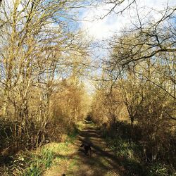 Bare trees on landscape