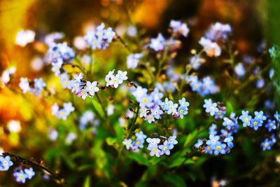 Close-up of white flowering plants on field