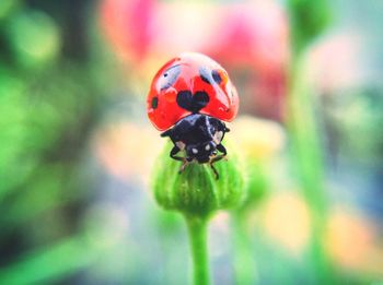 Close-up of insect on plant