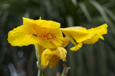 Close-up of yellow flowering plant