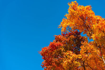 Low angle view of autumnal tree against clear blue sky