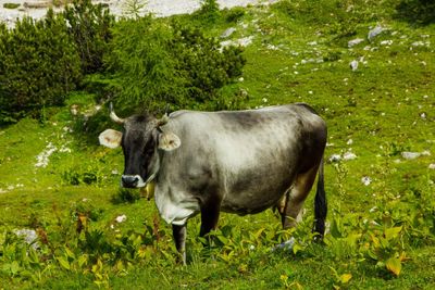 Mountain cow