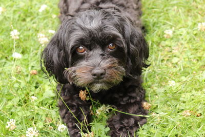 Portrait of black puppy on grass