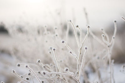 Close-up of frozen plants during winter