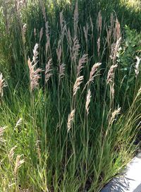 Close-up of grass growing in field