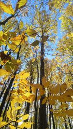 Low angle view of yellow tree against sky
