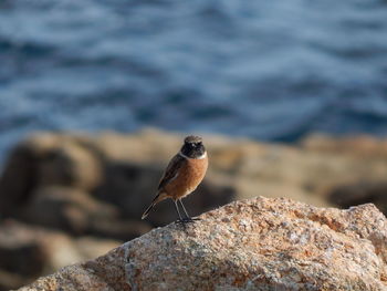 Robin bird perching on rock
