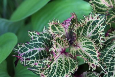 High angle view of purple flowering plant