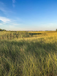 Scenic view of marsh against sky