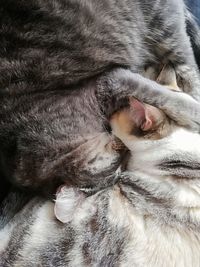 Close-up of cat sleeping