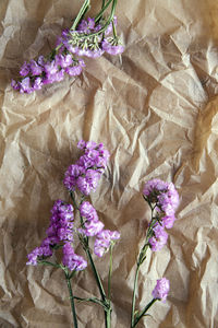 High angle view of purple flowering plant