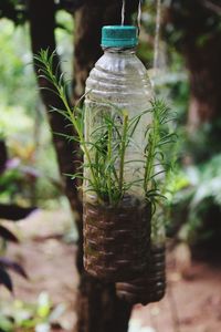 Close-up of plants in bottle hanging in yard