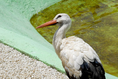 Close-up of a bird