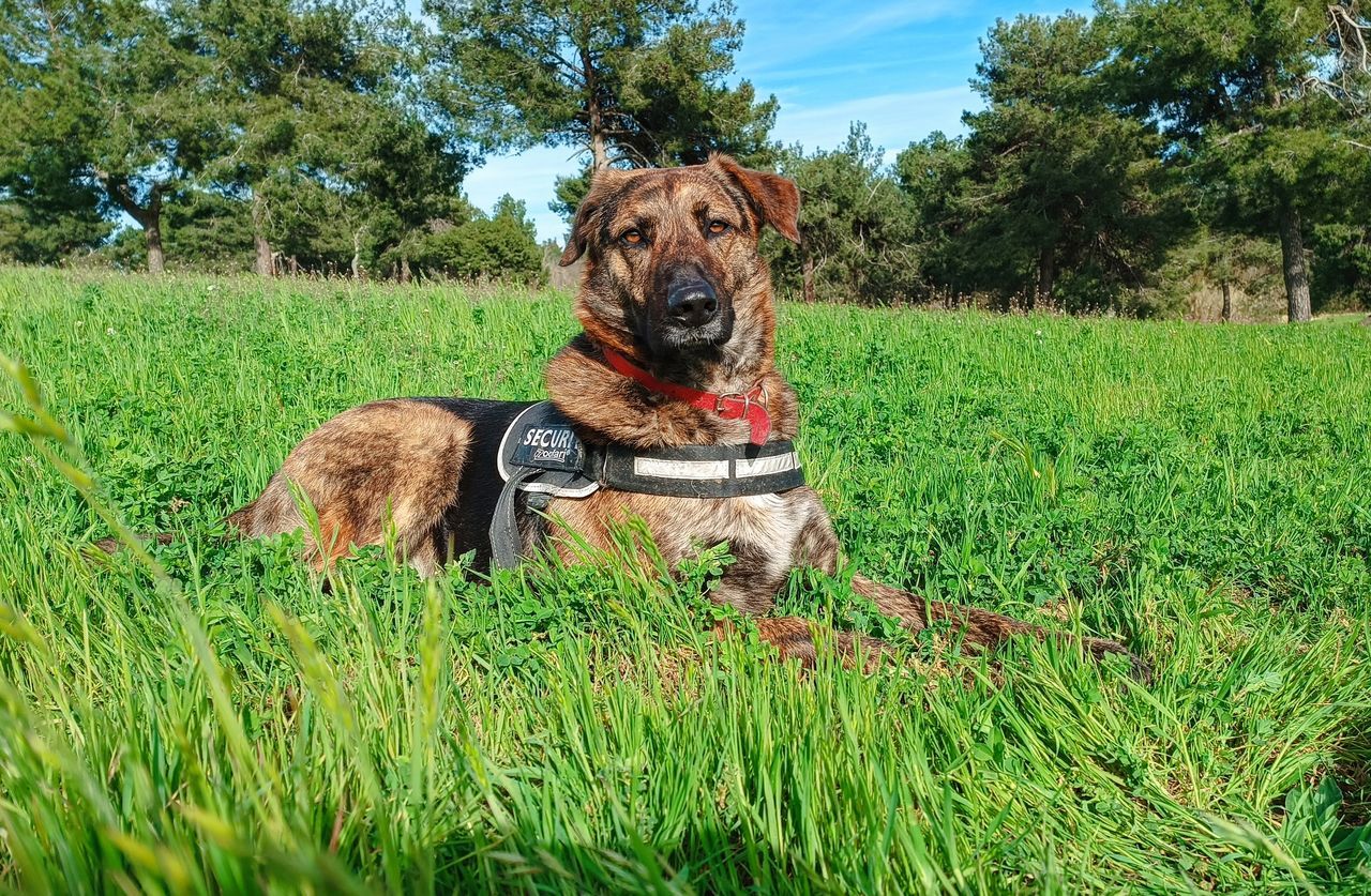 pet, dog, canine, domestic animals, plant, one animal, mammal, animal themes, animal, grass, green, field, nature, growth, land, day, no people, tree, lawn, meadow, portrait, carnivore, looking at camera, outdoors, sitting, sticking out tongue, facial expression, grass area, relaxation