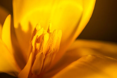 Close-up of yellow flowering plant