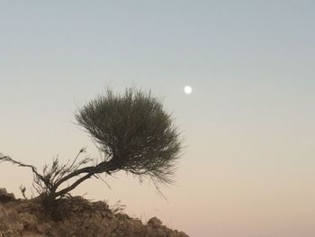 Low angle view of trees against sky during sunset