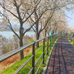 Walkway amidst trees against sky
