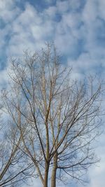 Low angle view of tree against sky