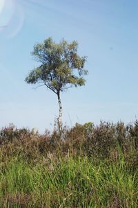 Tree on field against sky