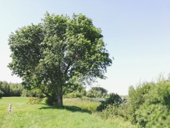 Scenic view of grassy field against sky