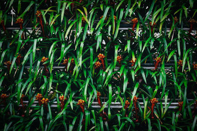 Full frame shot of flowering plants on field