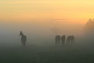 Horses grazing in a field