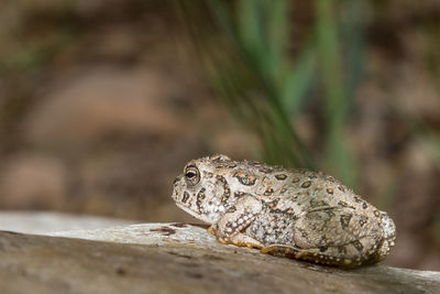 Close-up of lizard on rock