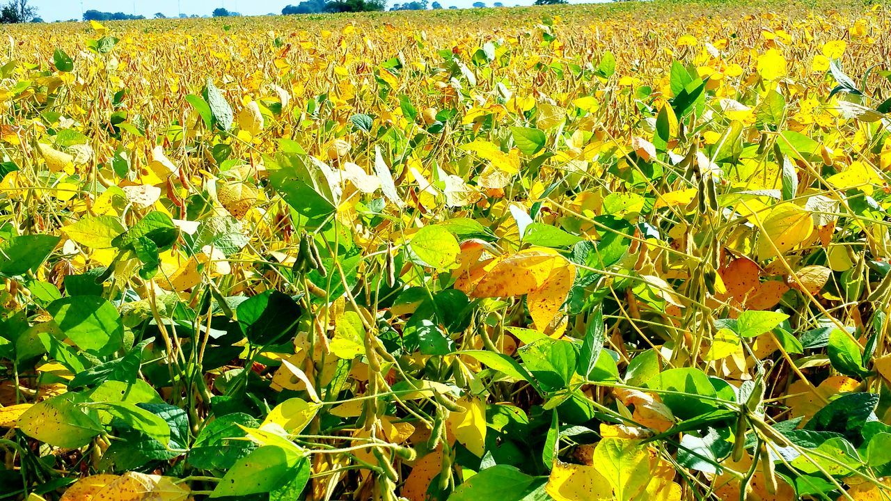 growth, yellow, flower, field, freshness, beauty in nature, nature, agriculture, plant, rural scene, fragility, green color, abundance, tranquility, farm, blooming, crop, day, outdoors, tranquil scene