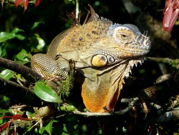 Close-up of lizard on tree