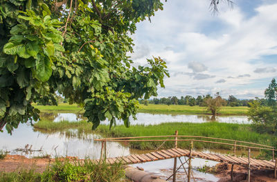 A beautiful landscape with rice fields and trees somewhere in isaan in the east of thailand 