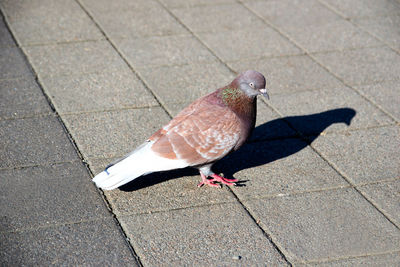 High angle view of pigeon perching on footpath