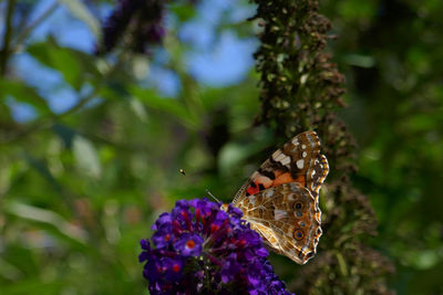 Close-up of butterfly pollinating on purple flower