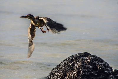 A flying gray heron over a rock in mauritius