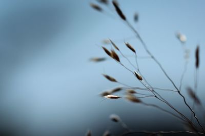 Close-up of dry plant against clear sky