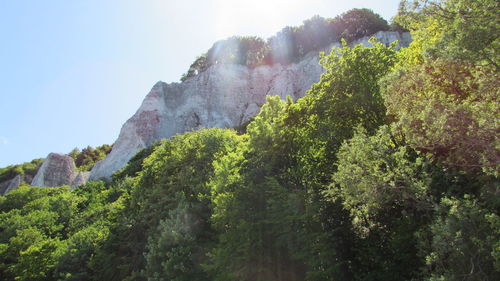 Low angle view of trees growing on cliff