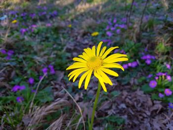 Close-up of yellow crocus blooming on field