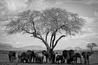 Scenic view of grassy field against sky