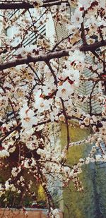 Low angle view of cherry blossom tree