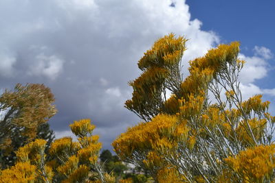 Low angle view of trees against cloudy sky