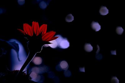 Close-up of flowers against blurred background