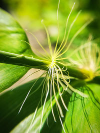 Close-up of green leaf