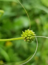 Close-up of plant