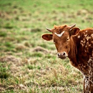 Texas longhorn calf in field 1