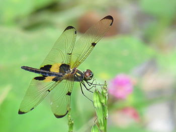 Close-up of dragonfly on flower