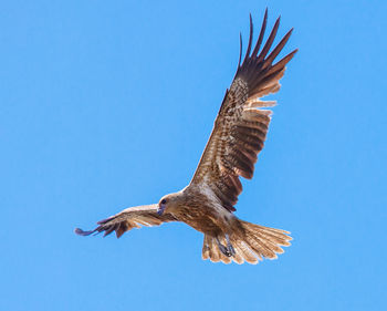 Low angle view of eagle flying against clear blue sky