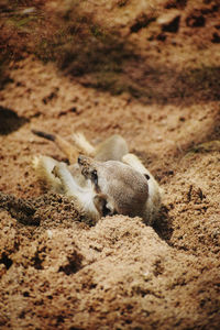 High angle view of animal