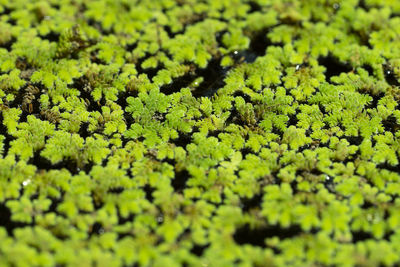 Full frame shot of green leaves