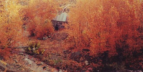 Autumn tree on landscape