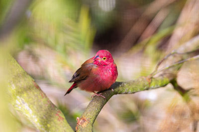 Close-up of bird perching on plant