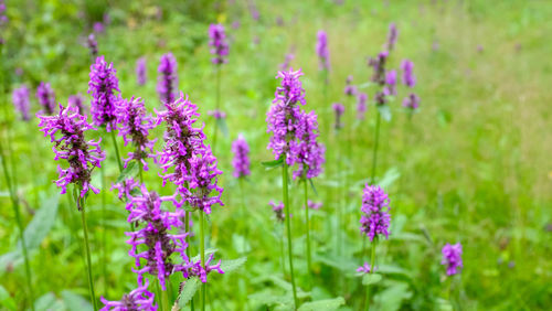 Close-up of purple flowering plants on field